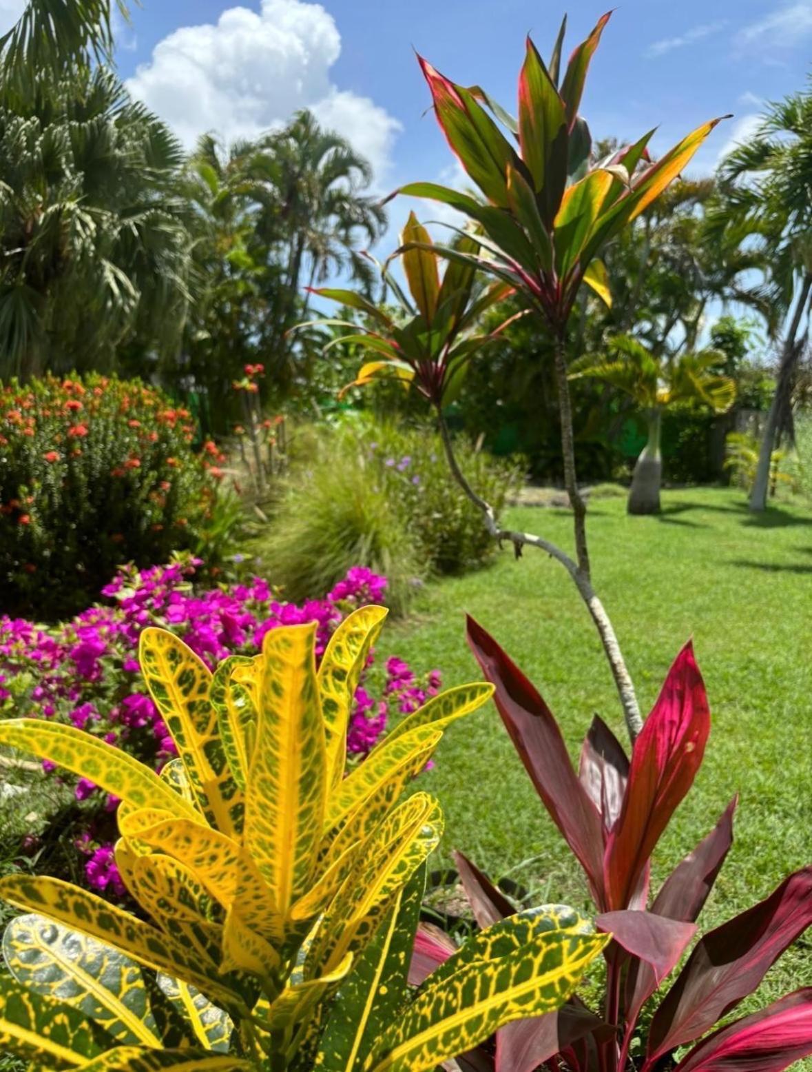 Le Petit Havre Tropical Guadeloupe, Gite, Massages & Spa Saint-Francois  Εξωτερικό φωτογραφία