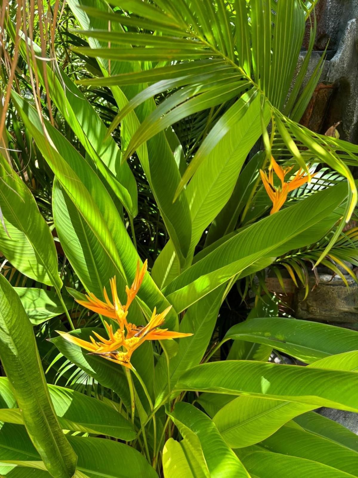 Le Petit Havre Tropical Guadeloupe, Gite, Massages & Spa Saint-Francois  Εξωτερικό φωτογραφία