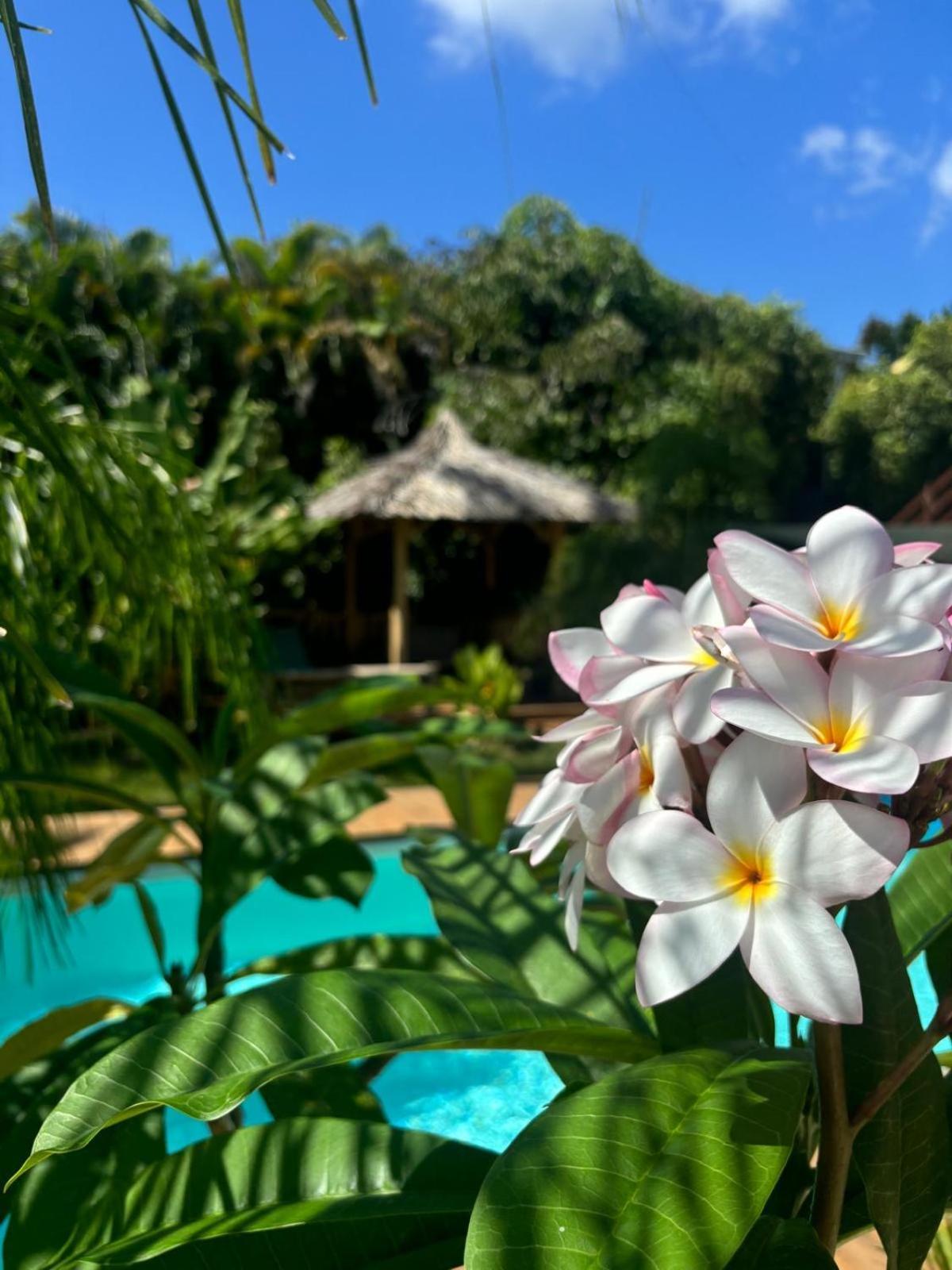 Le Petit Havre Tropical Guadeloupe, Gite, Massages & Spa Saint-Francois  Εξωτερικό φωτογραφία
